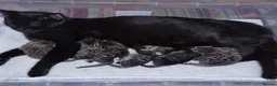 Mixed Breed cats for sale: 7 mixed breed kittens. - Advert 5