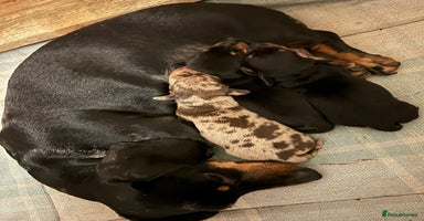 Miniature Dachshund dogs - Advert 1