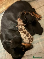 Miniature Dachshund dogs - Advert 15