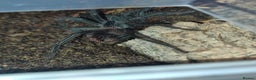 Tarantulas invertebrates for sale: TARANTULAS - Pulchra, Immanis, Iheringi & more... - Advert 9