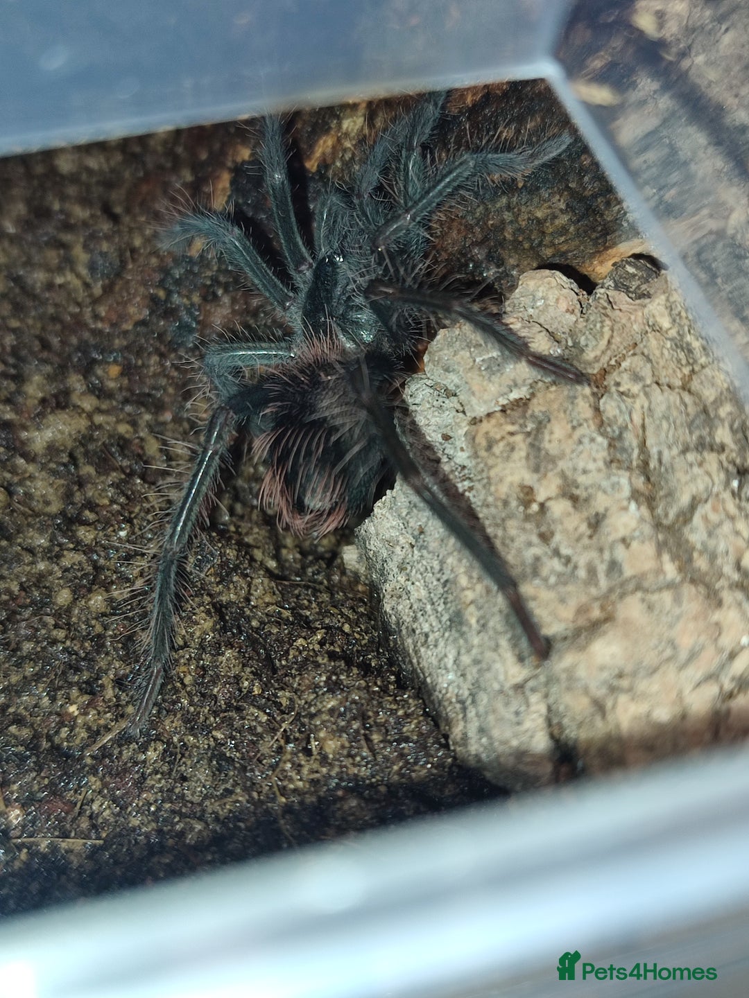 Tarantulas invertebrates for sale: TARANTULAS - Pulchra, Immanis, Iheringi & more... - Advert 9
