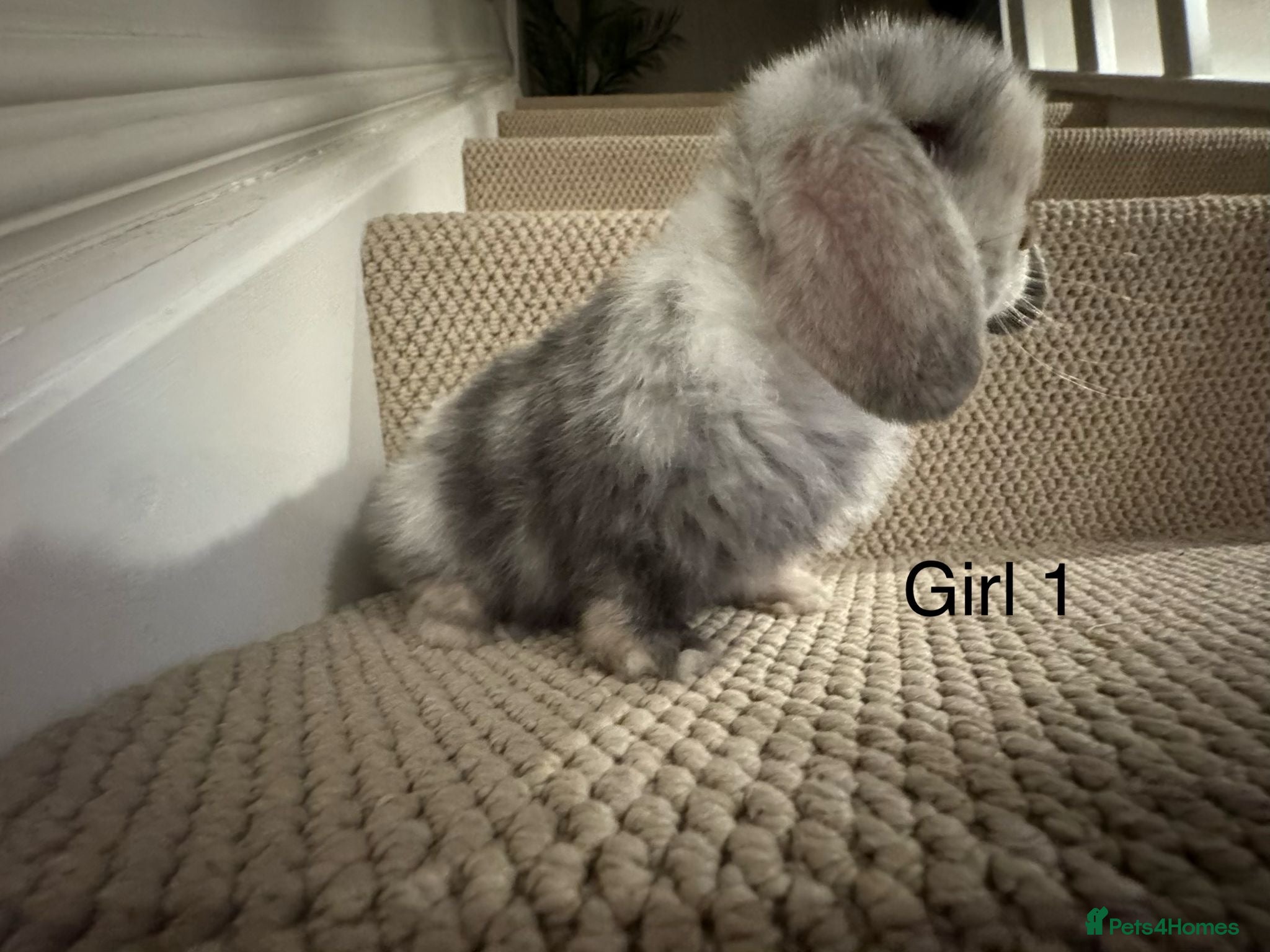 Mini Lop rabbits ✨STUNNING MINI LOP, READY TO RESERVE✨ - Advert 2