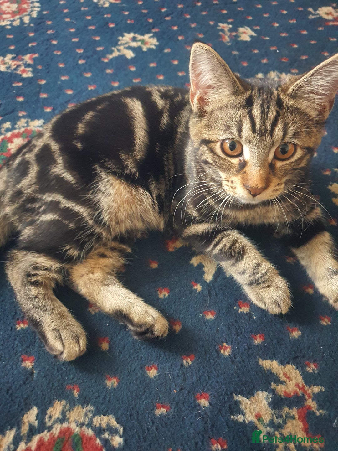 Mixed Breed cats for sale: boy for sale and girl - Image 5