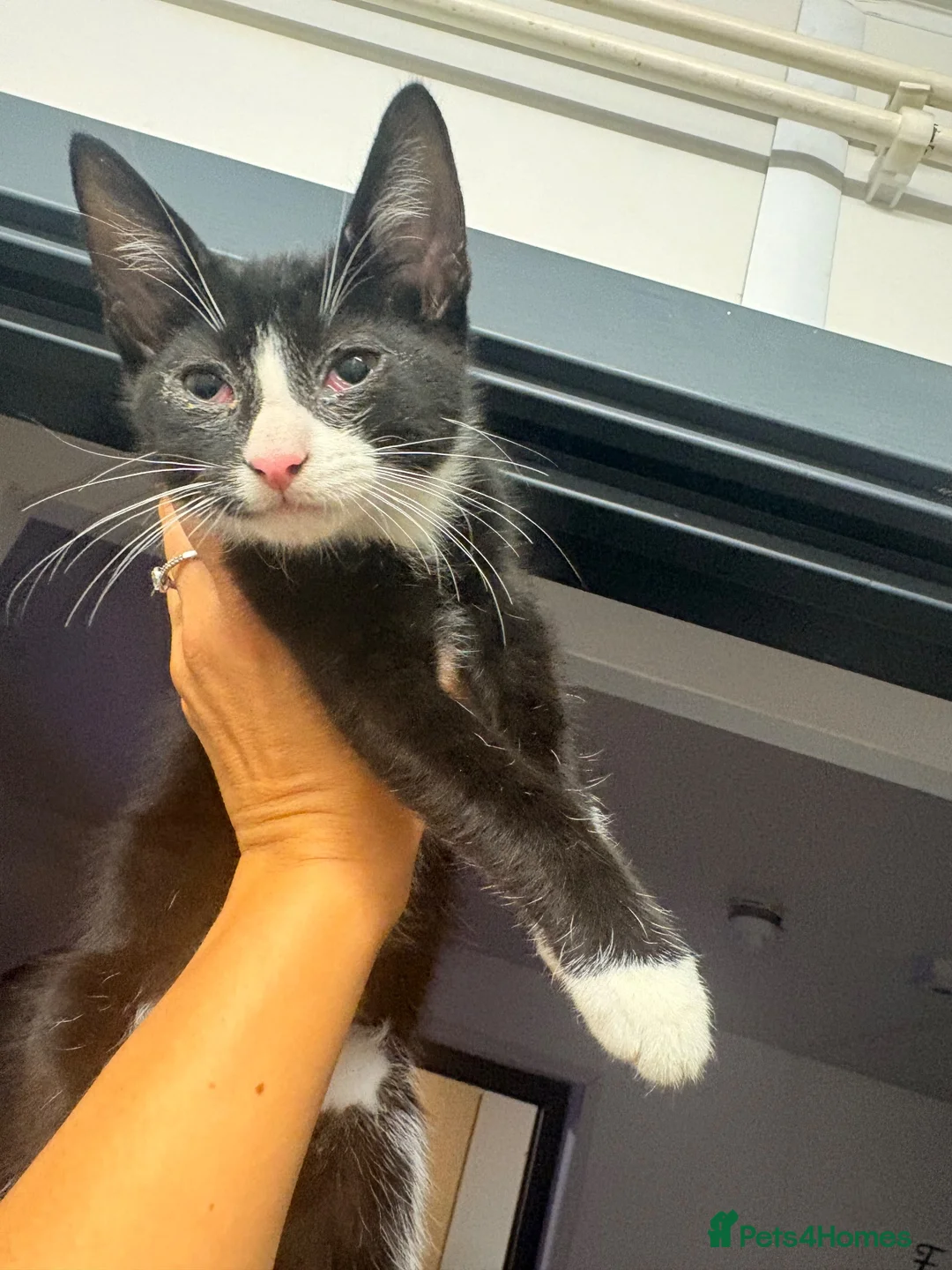 British Longhair cats for sale: Adorable Kittens Looking for Homes! - Advert 2