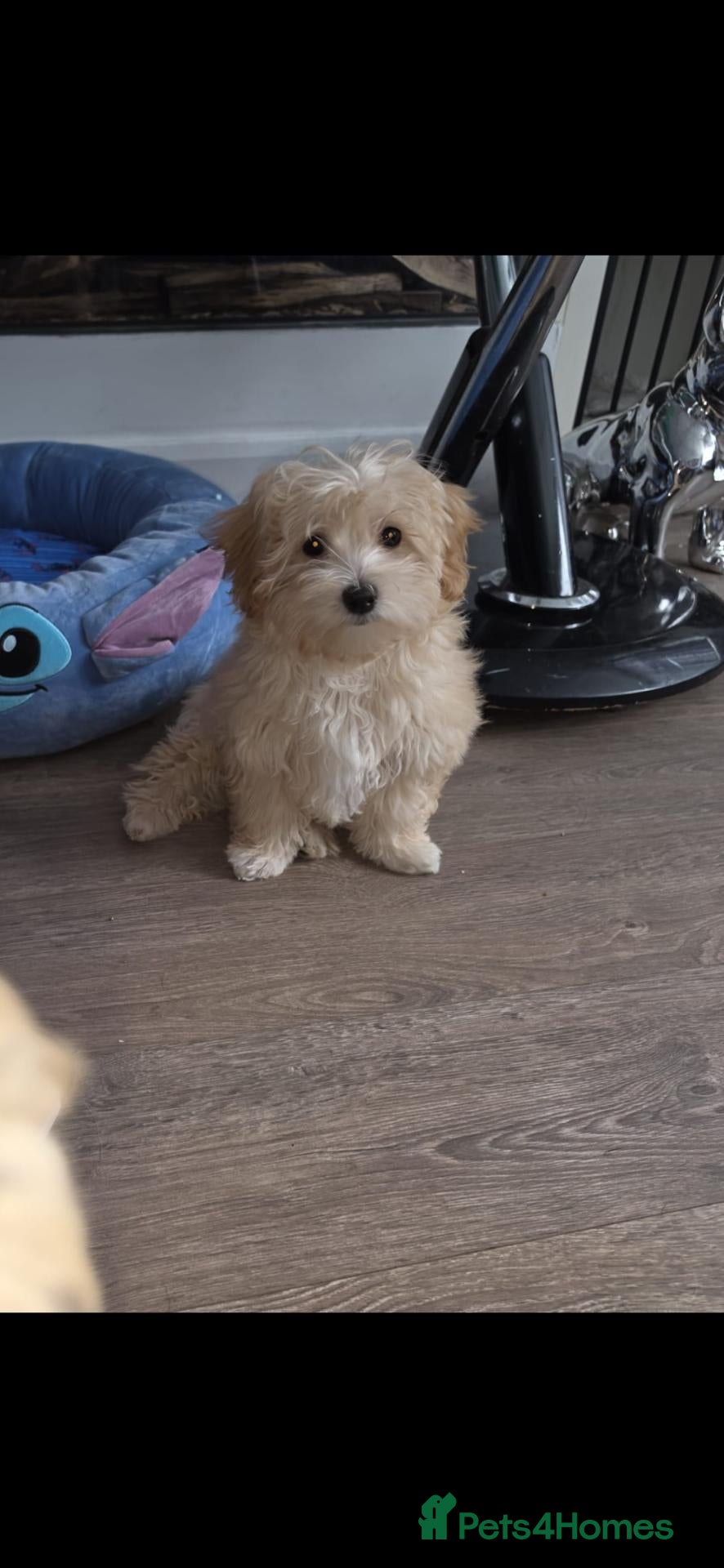 Maltipoo dogs 2  F1 Asian small Maltipoo Girls - Advert 2