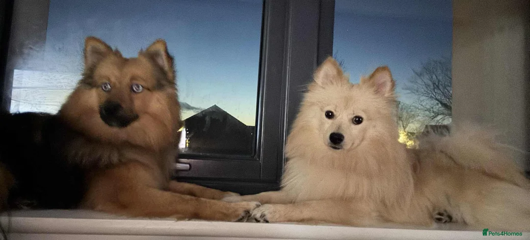Pomsky dogs for sale: 2 male puppies for sale - Advert 5