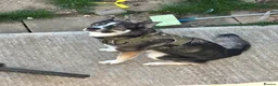 Shepsky dogs for sale: Echo is looking for a new home - Advert 4