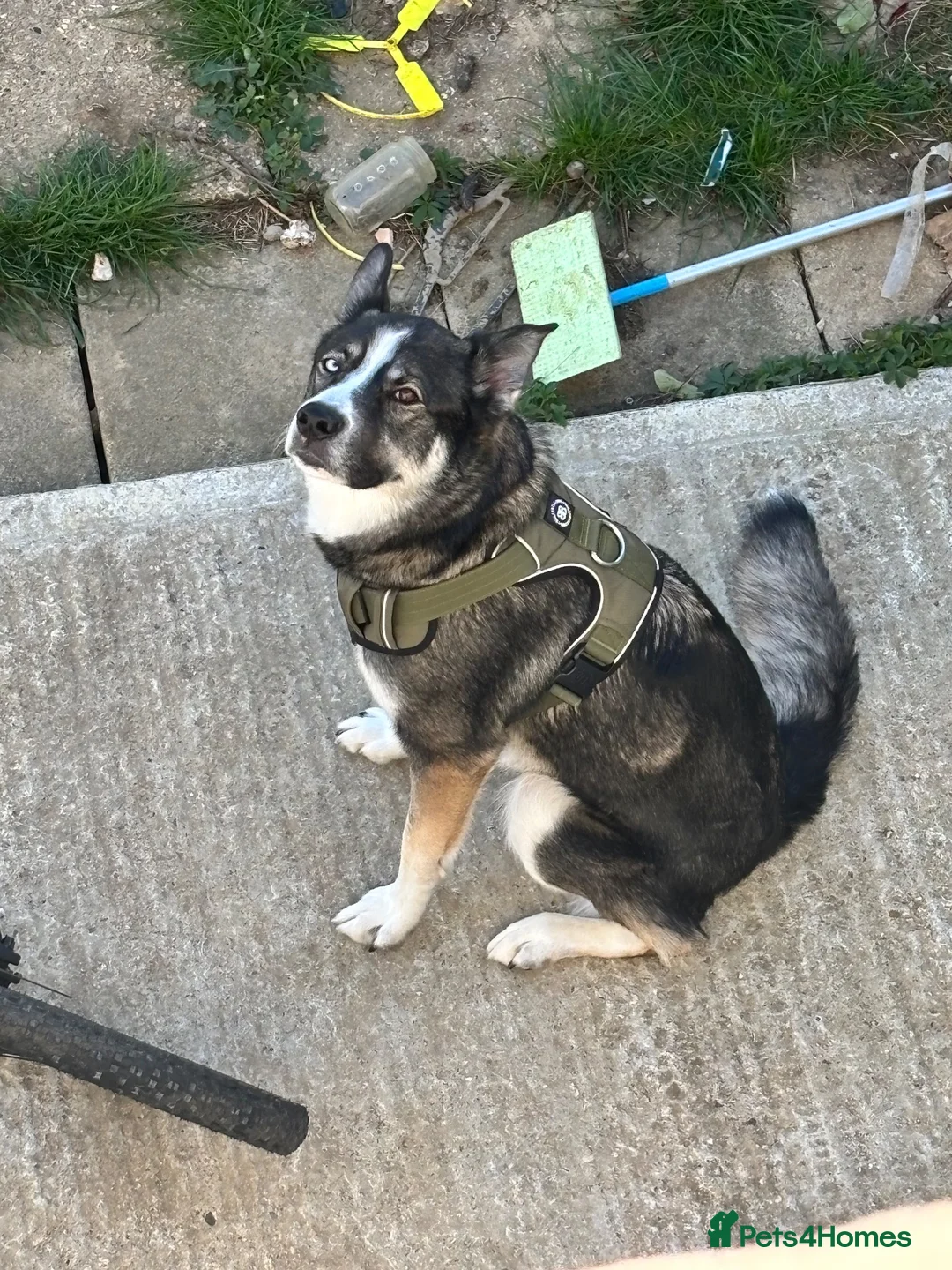 Shepsky dogs for sale: Echo is looking for a new home - Advert 4