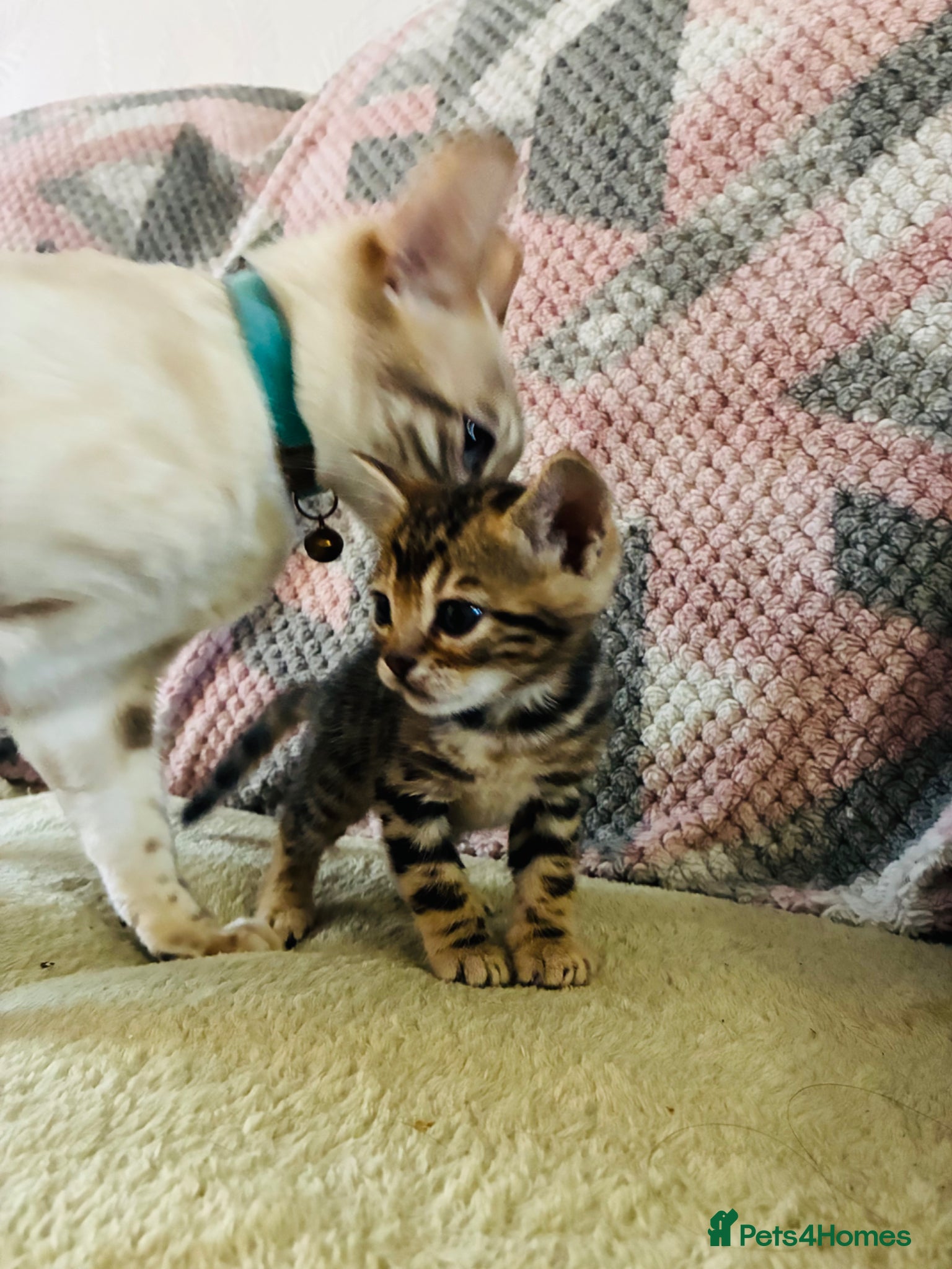 Bengal cats Amazing Bengal kittens  - Advert 2