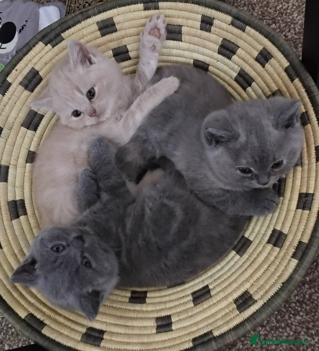 British Shorthair cats for sale: Beautiful BSH Kittens from the champion lines - Image 11