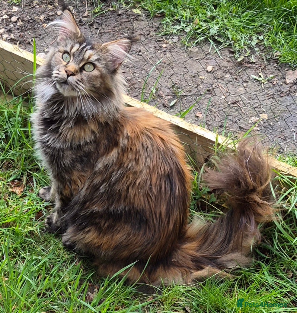 Maine Coon cats Large Female Maine Coon Gccf reg - Advert 1
