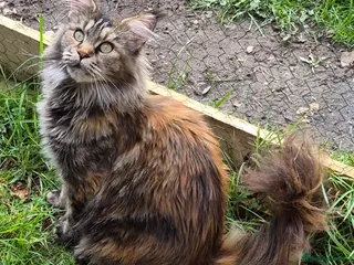 Maine Coon cats Large Female Maine Coon Gccf reg - Advert 6