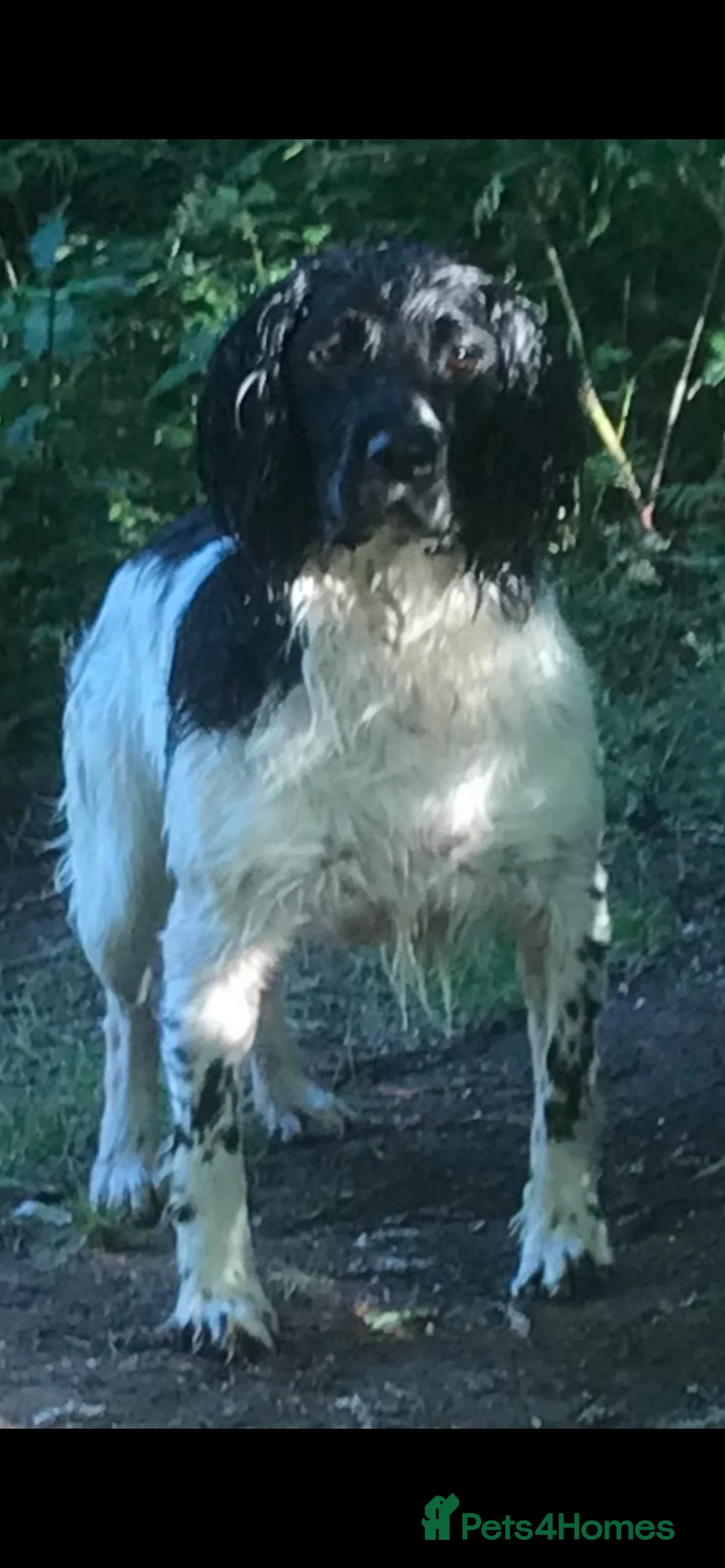 English Springer Spaniel dogs for stud: FULLY HEALTH TESTED BLACK AND WHITE SPRINGER. in Market Drayton - Advert 3