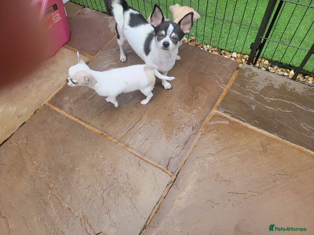 Chihuahua dogs for sale: Beautiful Chihuahuas  - Image 5