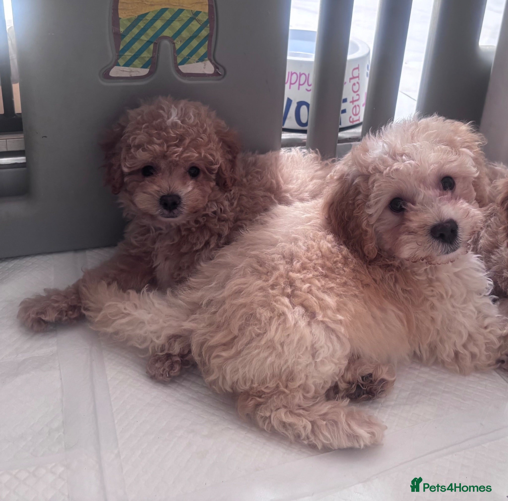 Cavapoo dogs 2Boys left. Cavapoo Puppies - Advert 17