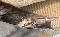 Mixed Breed cats for sale: Long haired Silver tabby and foster kitten - Image 5