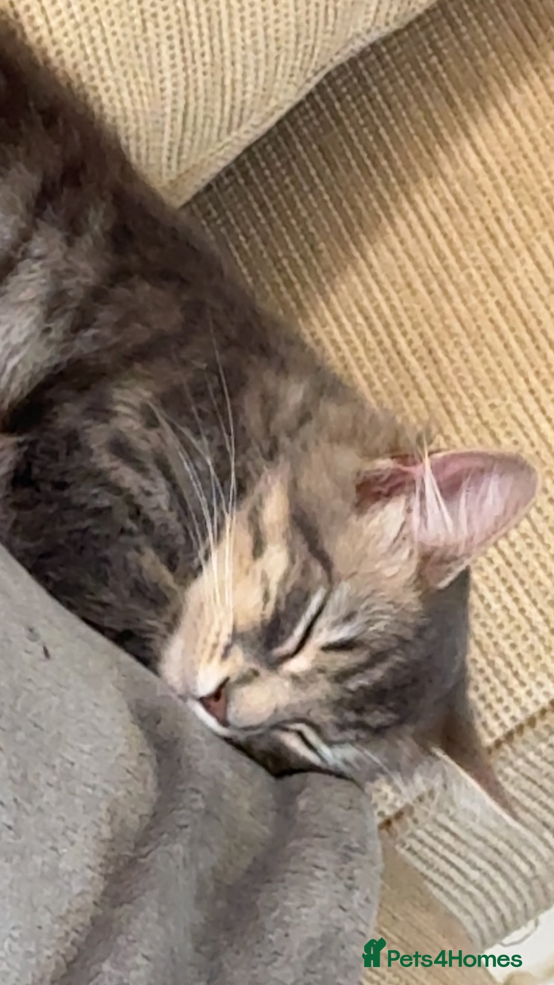 Mixed Breed cats for sale: Long haired Silver tabby and foster kitten - Image 5