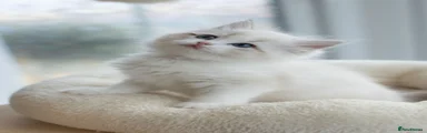 Ragdoll 3