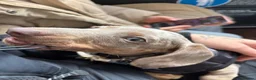 Miniature Dachshund dogs for sale: Miniature dachshund for sale male  in Saint Helens - Advert 6