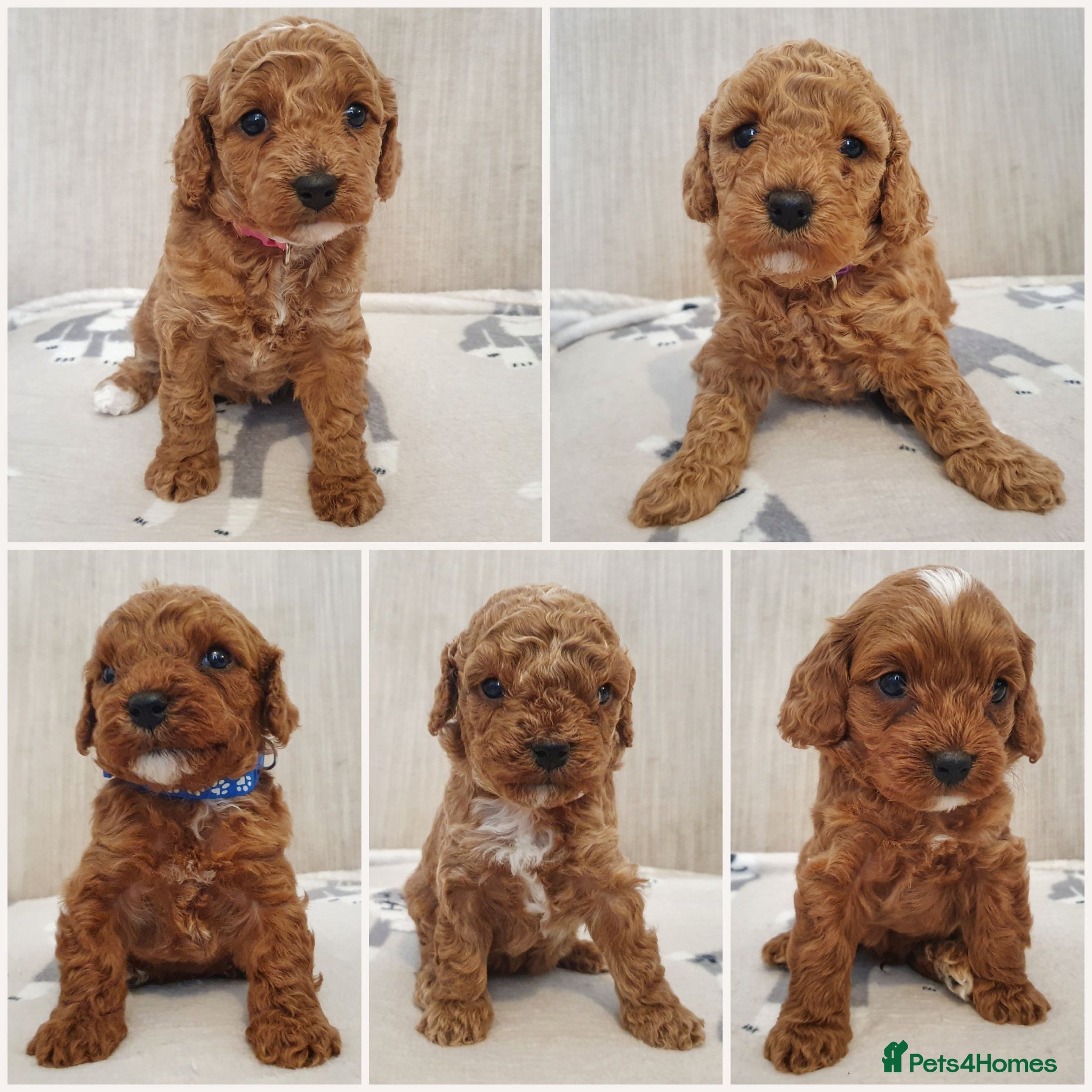 Cavapoo dogs Beautiful Red Cavapoo Puppies F1BB - Advert 1