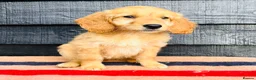 Mini Goldendoodle dogs for sale: 🧡❤️ GORGEOUS MINI GOLDENDOODLE PUPPIES ❤️🧡 - Advert 24
