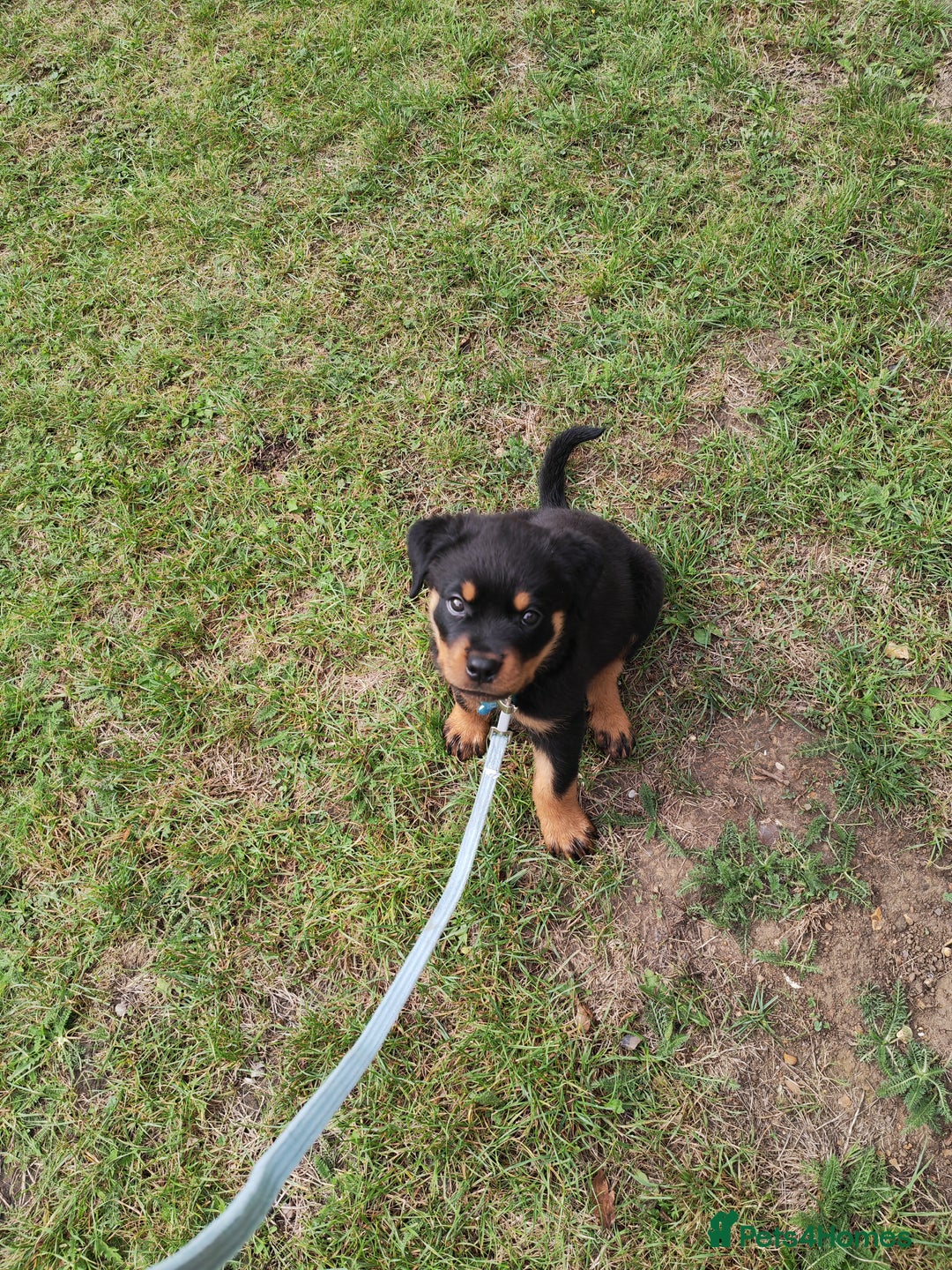 Rottweiler dogs for sale: Gorgeous male Rottweiler puppy Reggie  - Image 9