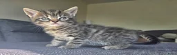 Mixed Breed cats for sale: Adorable long haired girls looking for 5* homes - Advert 21