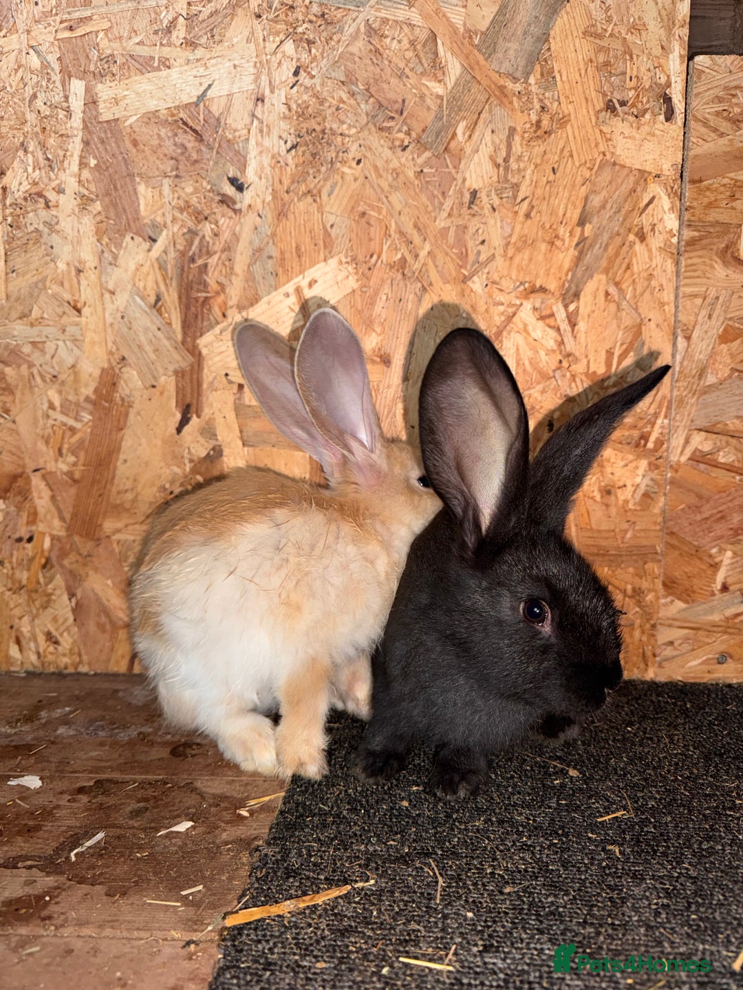 Continental Giant rabbits for sale: Pure Bred Continental Giant Rabbits  - Image 35
