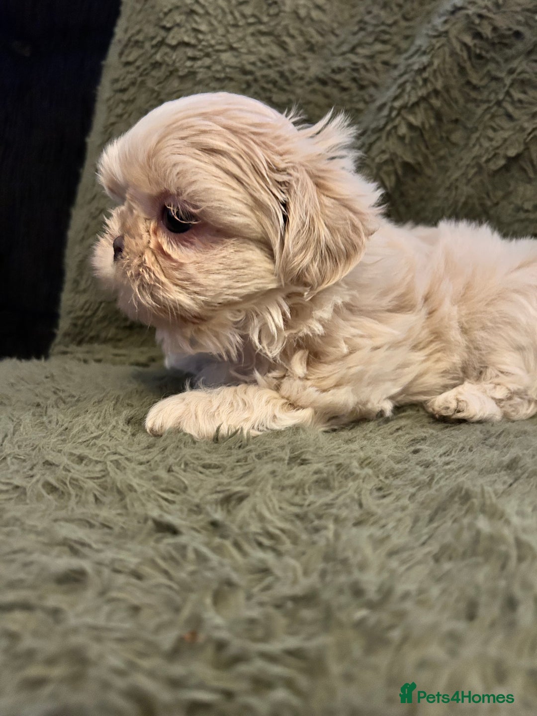 Shih Tzu dogs for sale: A lovely litter of Shih Tzu pups - Image 3
