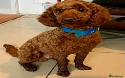 Labradoodle dogs for sale: F1b Labradoodles Fox Red (Health tested clear)  - Image 6