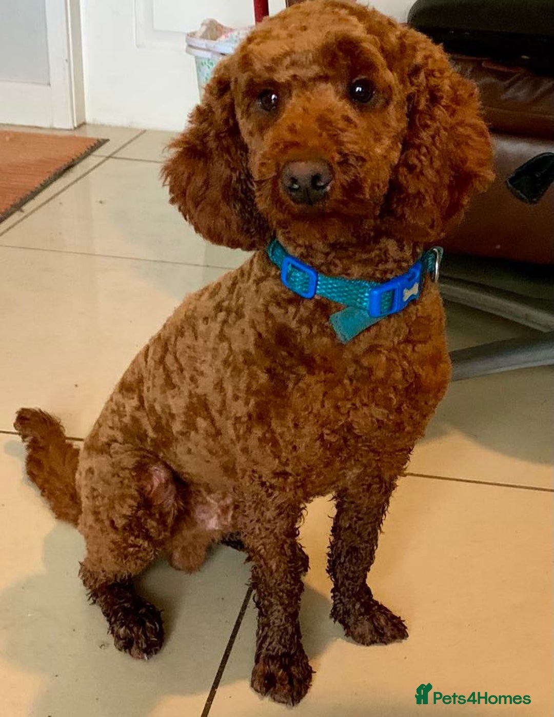 Labradoodle dogs for sale: F1b Labradoodles Fox Red (Health tested clear)  - Image 6