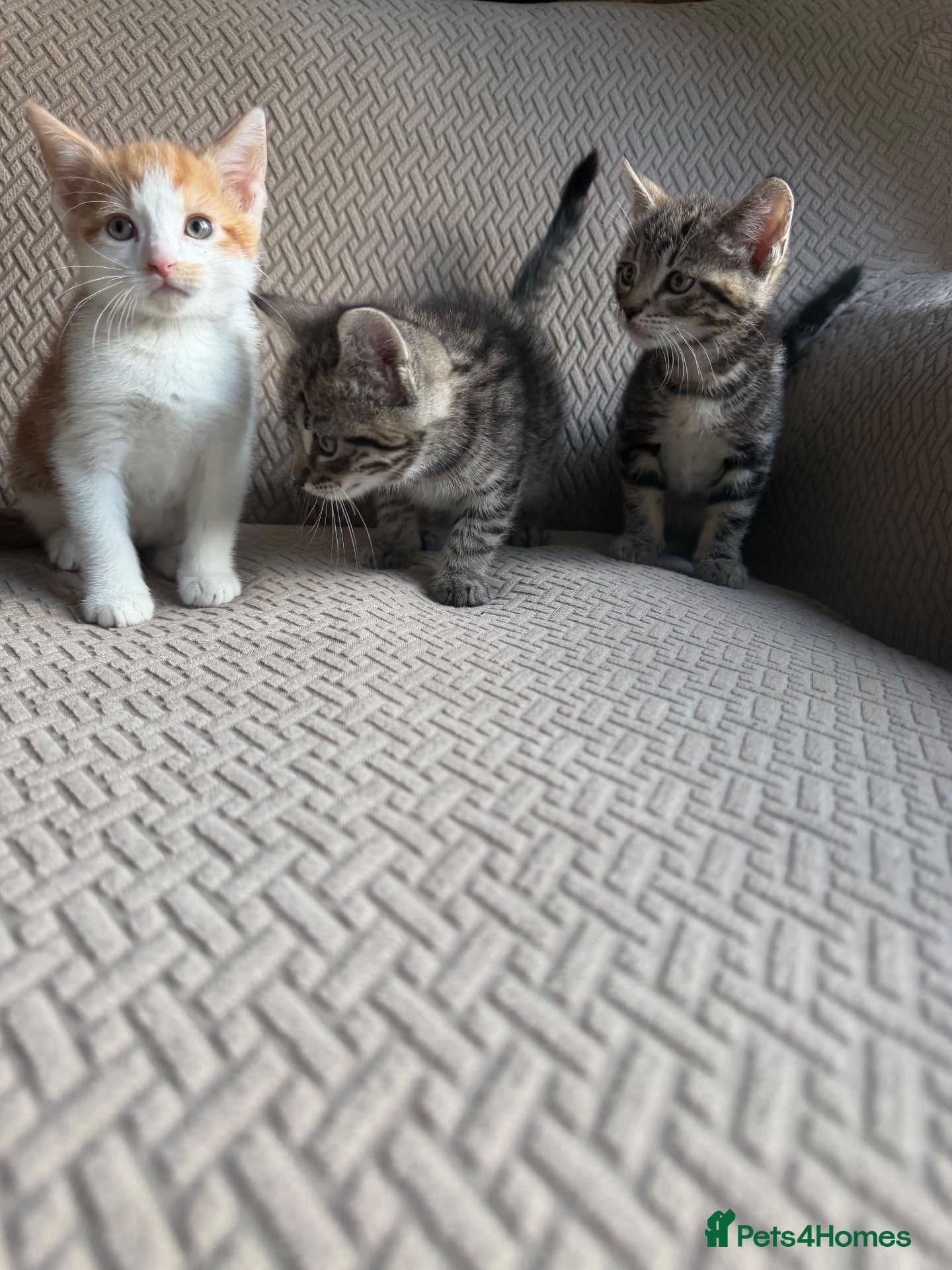 Mixed Breed cats Kittens ready now  - Advert 6
