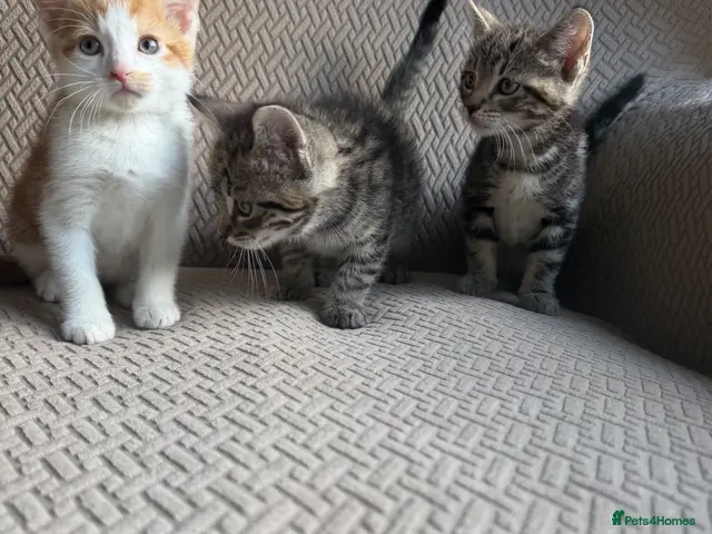 Mixed Breed cats Kittens ready now - Advert 6