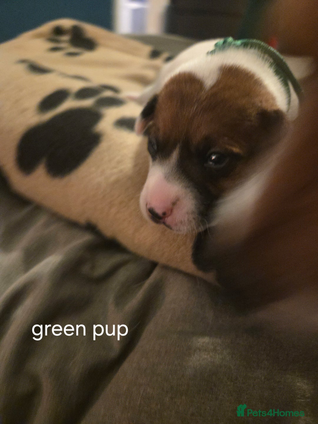 Jack Russell dogs for sale: Jack russell puppies - Advert 24