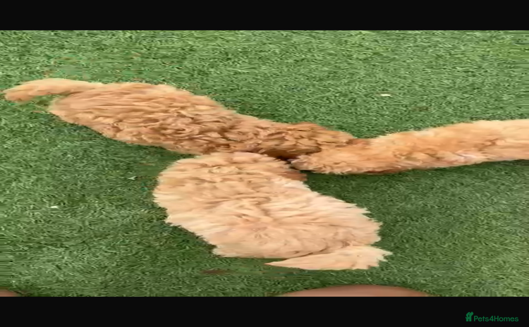 Toy Poodle dogs - Advert 2