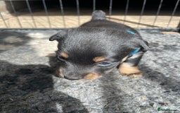 Jack Russell dogs for sale: Working Miniature Jack Russell's - Image 7