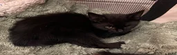 British Shorthair cats for sale: Rescue Kittens Looking for Forever Families  - Advert 17