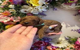 Cavapoo dogs for sale: STUNNING DEEP RED CAVAPOO PUPPIES  - Image 25
