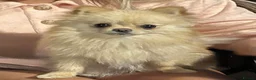 Pomeranian dogs for sale: KC Cream Pomeranian - Advert 4