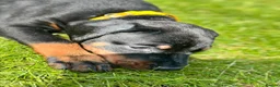 Dobermann dogs for sale: CHESHIRE WORLD CLASS DOBERMAN PUPPY - Advert 14