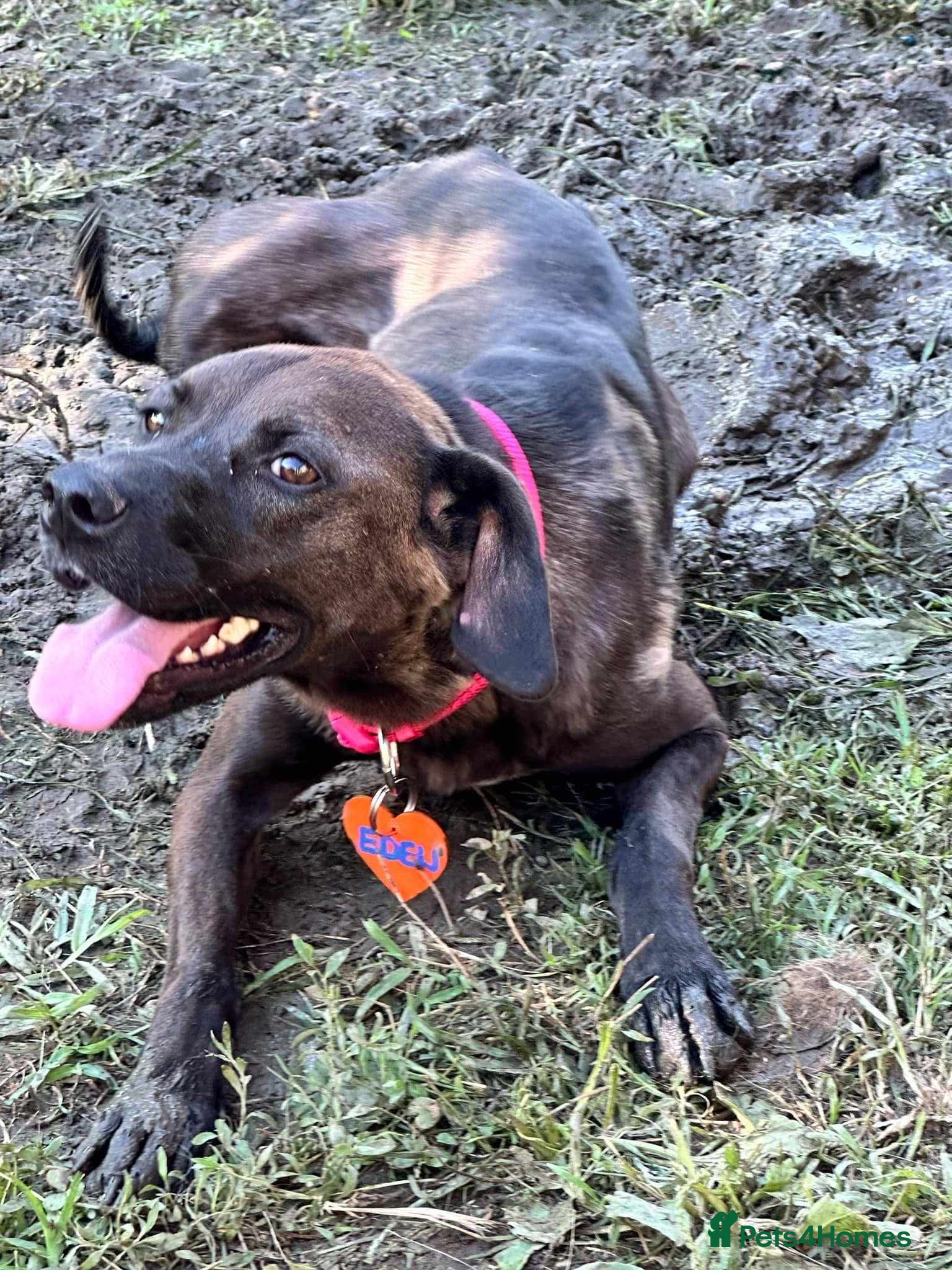 Mixed Breed dogs 💞MEET EDEN:THE SMILING GIRL ! ! - Advert 3