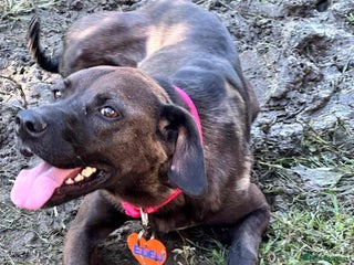 Mixed Breed dogs 💞MEET EDEN:THE SMILING GIRL ! ! - Advert 3