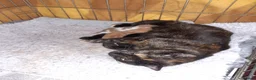 Mixed Breed cats for adoption: Lovely rescue kittens for adoption - Advert 5
