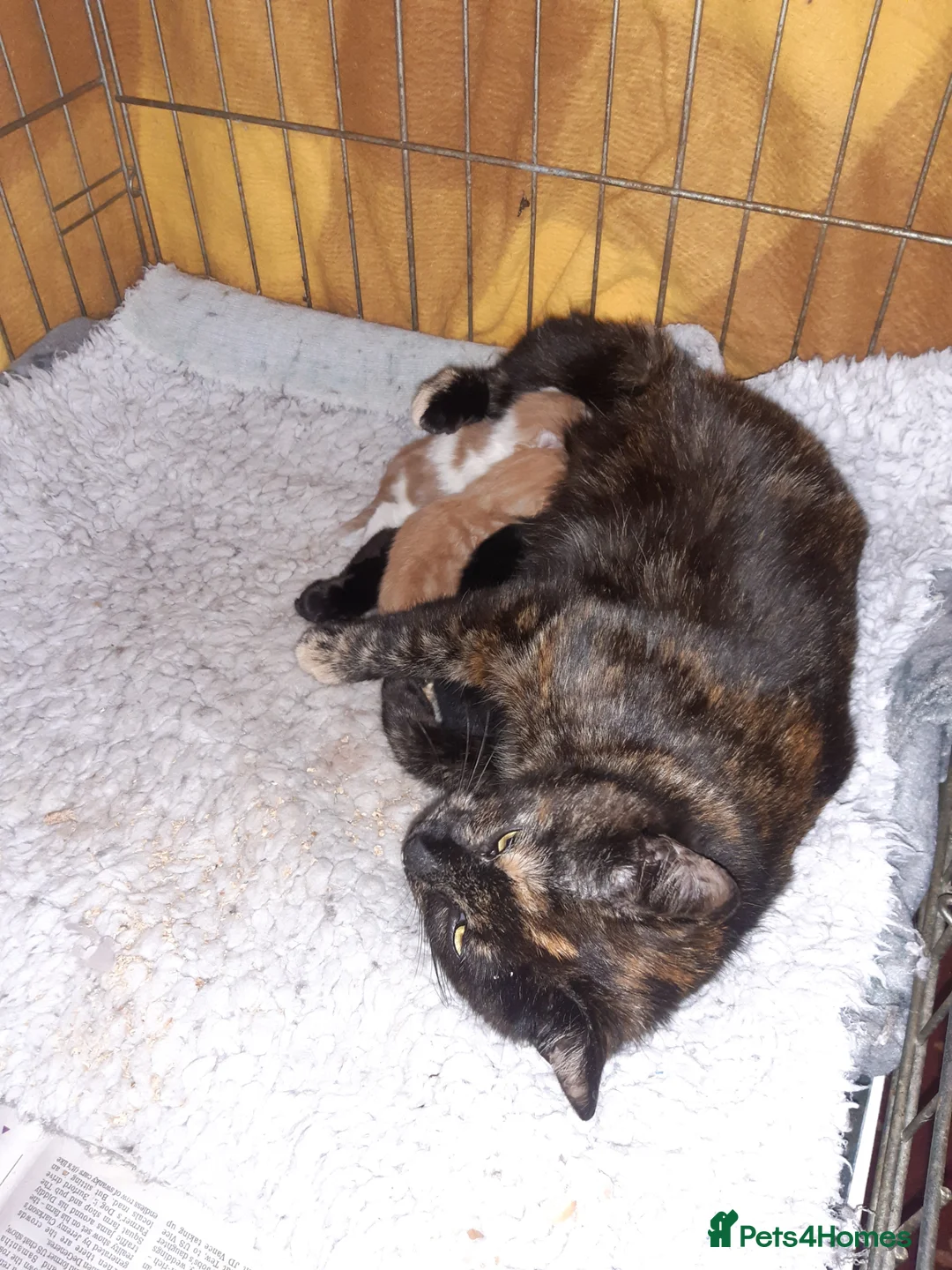 Mixed Breed cats for adoption: Lovely rescue kittens for adoption - Advert 5
