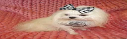 Maltese dogs for sale: Babydoll KC Registered Korean Maltese Adult Girl - Advert 5