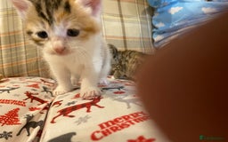 Mixed Breed cats for sale: Male tabby and Calico female  - Advert 13