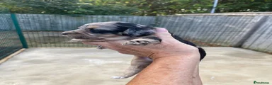 Cockapoo 5