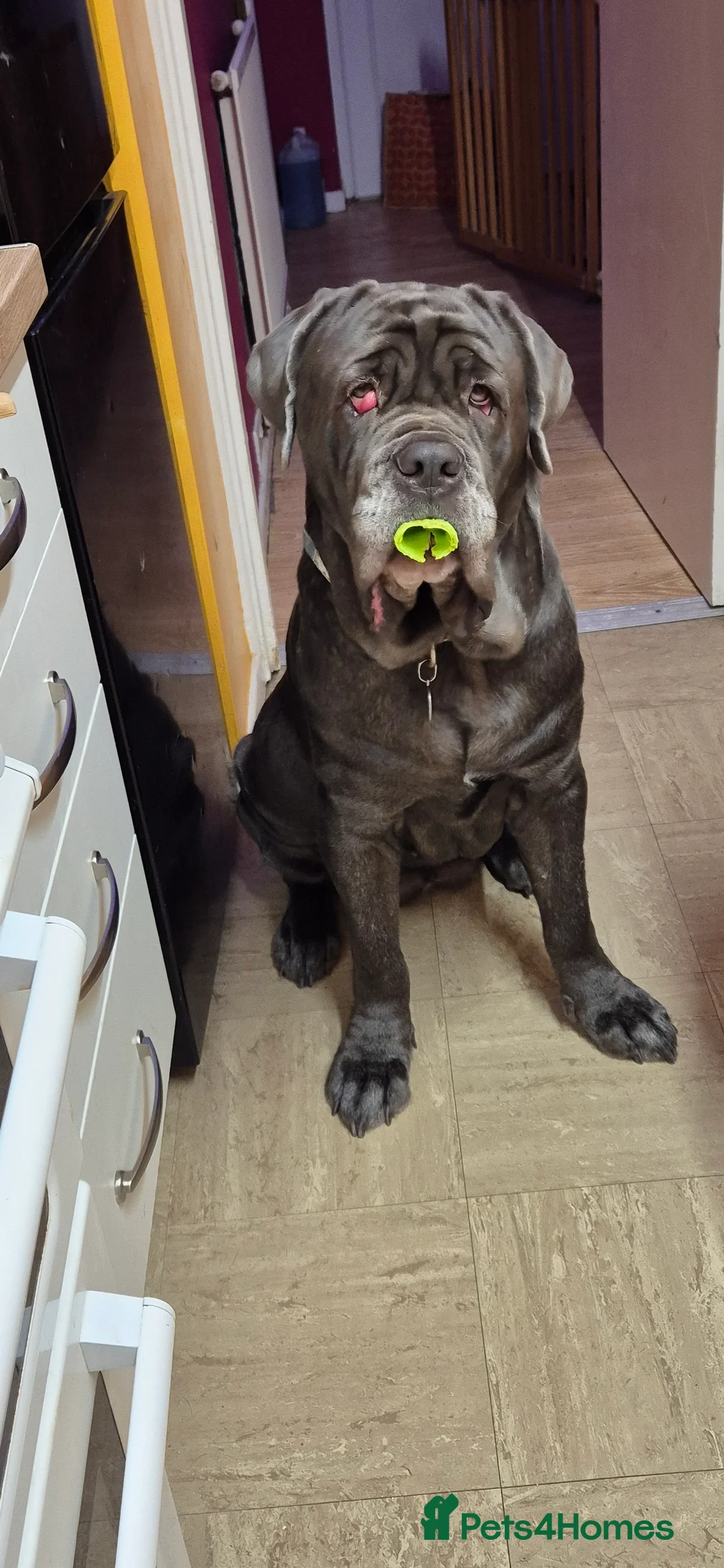 Neapolitan Mastiff dogs for sale: 2 year old Neopolitan mastiff  - Advert 3