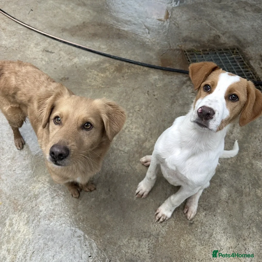 Mixed Breed dogs for adoption: Merlin - Advert 9