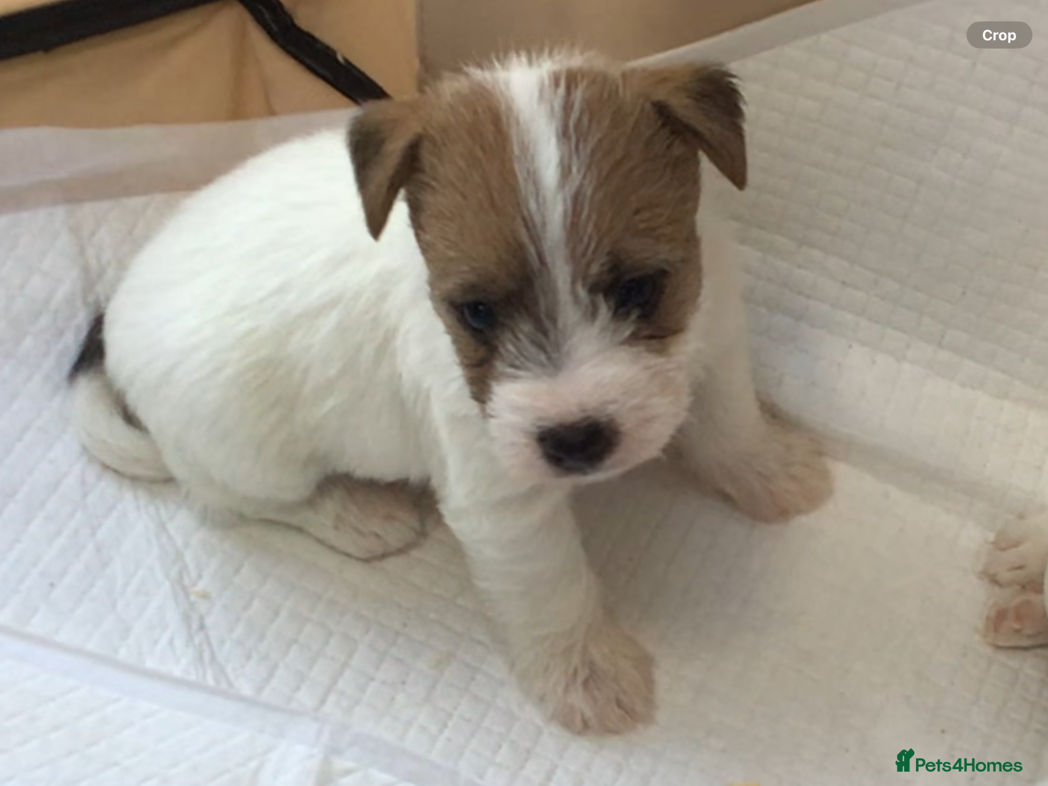 Parson Russell dogs KC Parson Russell  - Advert 2